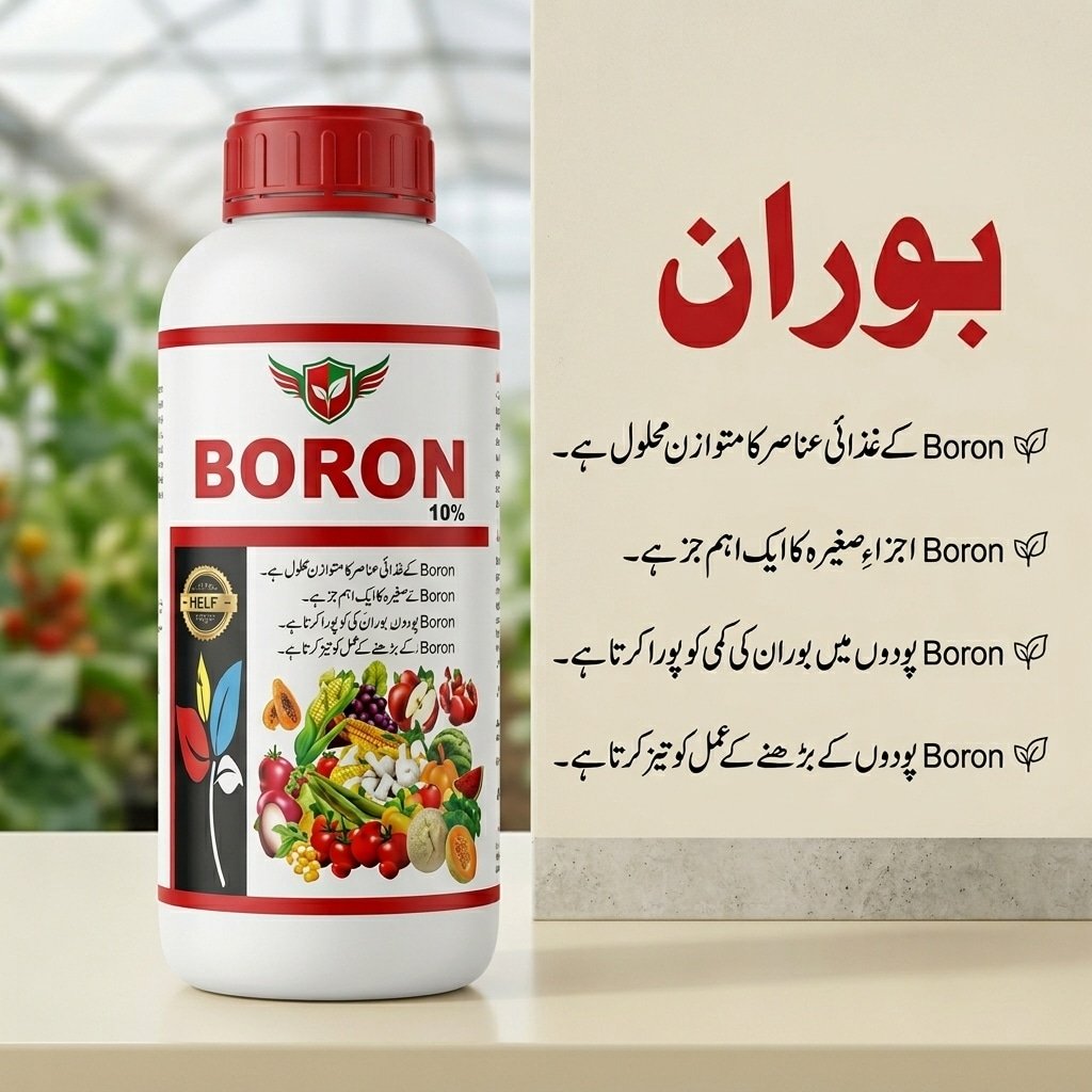 Boron Fertilizer in Pakistan – 12% Liquid Boron Micronutrient for Crops | Al Raza Crop Sciences 11 Al Razaq boron fertilizer in Pakistan applied on cotton, tomatoes, mango, citrus, wheat and all major crops for boron deficiency correction
