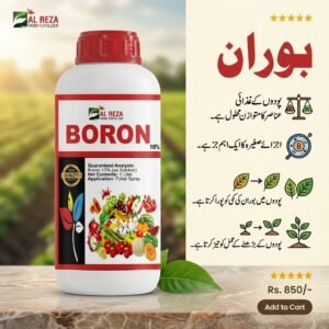 Boron Fertilizer in Pakistan – 12% Liquid Boron Micronutrient for Crops | Al Raza Crop Sciences 7 Boron fertilizer in Pakistan corrects deficiency symptoms including hollow stems, flower drop, poor fruit setting and wrinkled youngest leaves