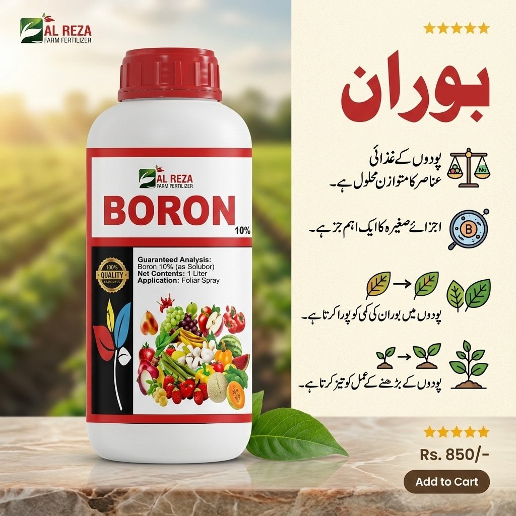 Boron Fertilizer in Pakistan – 12% Liquid Boron Micronutrient for Crops | Al Raza Crop Sciences 9 Boron fertilizer in Pakistan corrects deficiency symptoms including hollow stems, flower drop, poor fruit setting and wrinkled youngest leaves