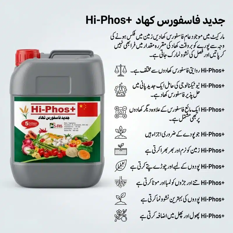 Hi-Phos+ Liquid Phosphorus Fertilizer in Pakistan – Stronger Roots, More Flowers & Fruit 8 Liquid phosphorus fertilizer in Pakistan Hi-Phos+ promoting stronger deeper root development in wheat and vegetable crops