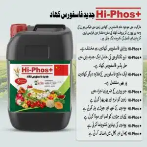 Homepage 12 Results of liquid phosphorus fertilizer in Pakistan – Hi-Phos+ dramatically increases flower count, fruit size and crop yield