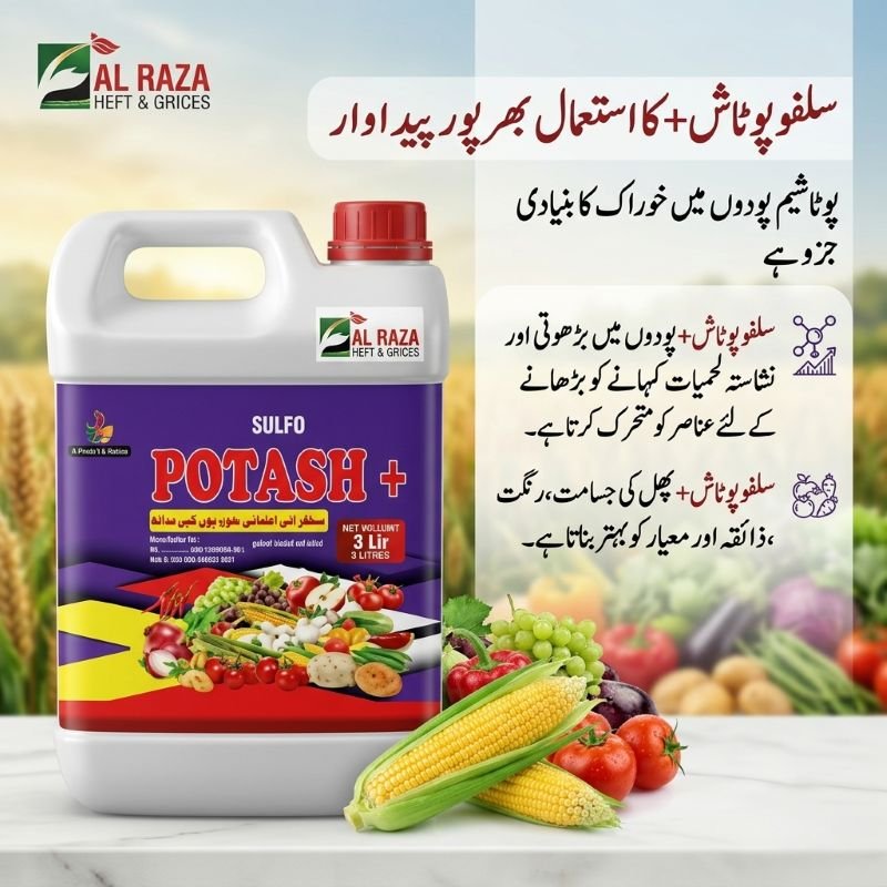 Sulfo Potash Fertilizer in Pakistan – Boosts Fruit Quality & Crop Yield 3 Sulfo Potash fertilizer in Pakistan – 3 litre liquid bottle by Al Raza Crop Sciences for improved crop yield and fruit quality