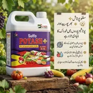 Homepage 16 Results of Sulfo Potash fertilizer in Pakistan – bigger fruit size, better taste, improved color and longer shelf life
