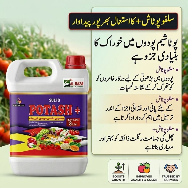 Sulfo Potash Fertilizer in Pakistan – Boosts Fruit Quality & Crop Yield 10 Sulfo Potash+ fertilizer in Pakistan suitable for wheat, cotton, sugarcane, tomatoes, citrus and all major crops