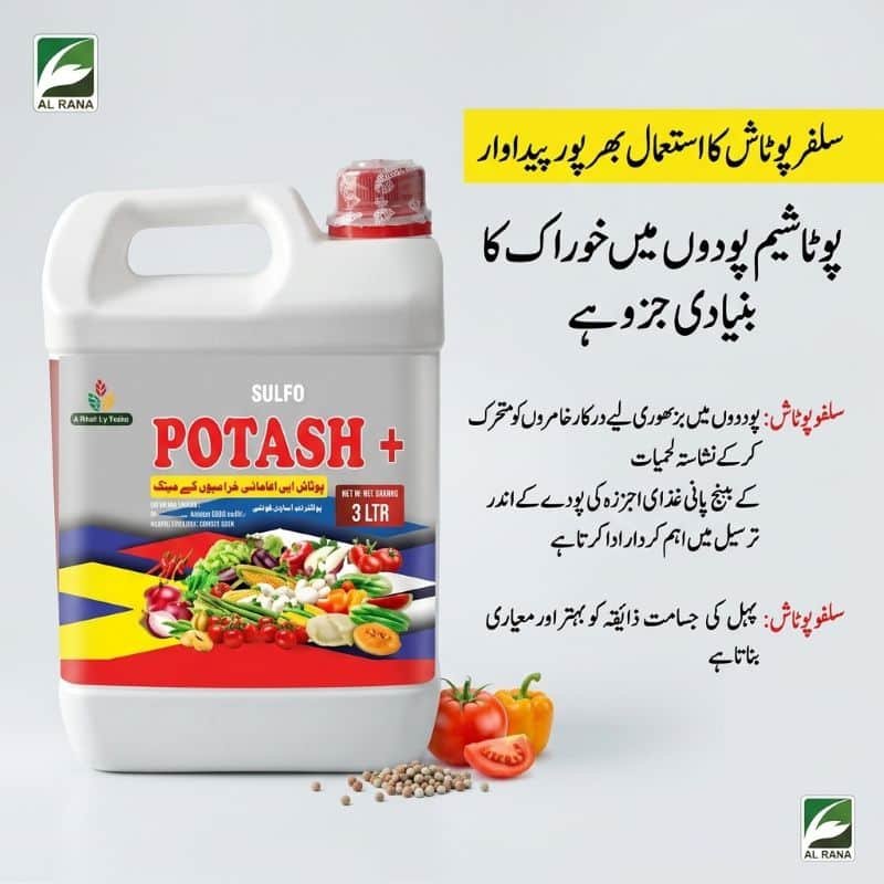 Sulfo Potash Fertilizer in Pakistan – Boosts Fruit Quality & Crop Yield 12 Sulfo Potash fertilizer in Pakistan applied as foliar spray on vegetables and fruit crops for fast potassium absorption